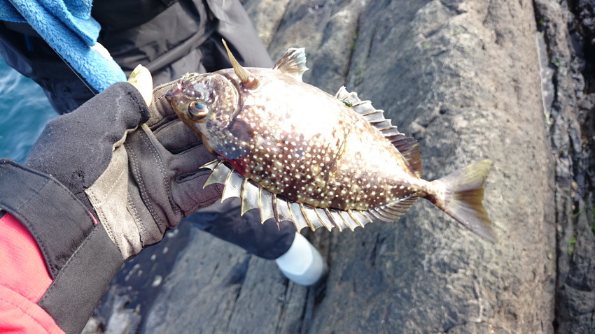 辨認毒魚!! 可別釣上來就傻傻的用手抓釣魚6e984