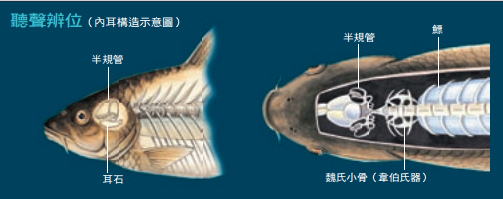 魚的感官:想釣魚!先了解魚釣魚3fe96