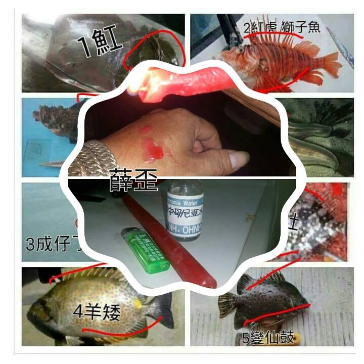 辨認毒魚!! 可別釣上來就傻傻的用手抓釣魚41623