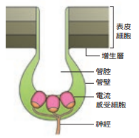 魚的感官:想釣魚!先了解魚釣魚54a5a