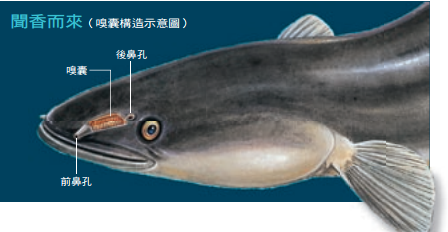 魚的感官:想釣魚!先了解魚釣魚dd473